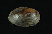 藏品(圓蚌)的圖片